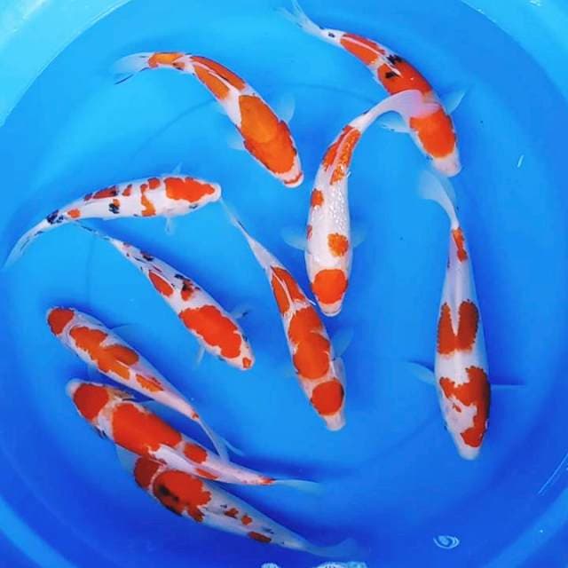 Mix Koi