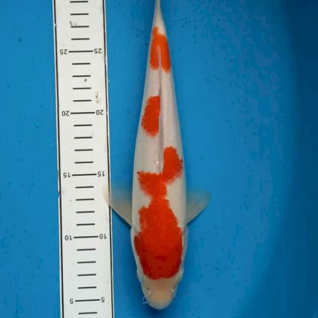 Kohaku