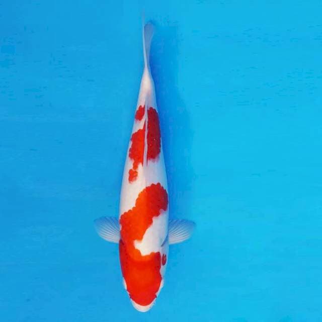 KYOTO 8 - Kohaku ®