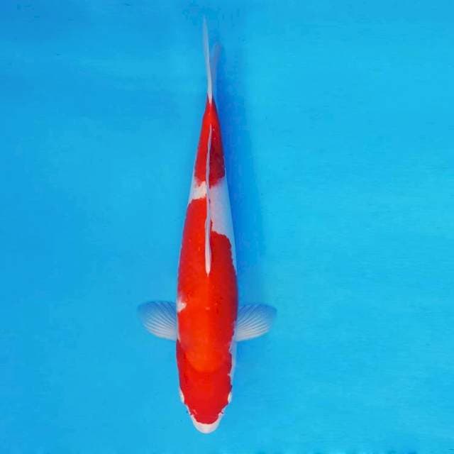 KYOTO 9 - Kohaku ®