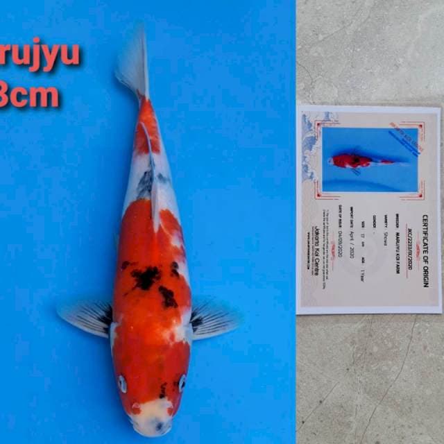 Marujyu showa 33cm certi