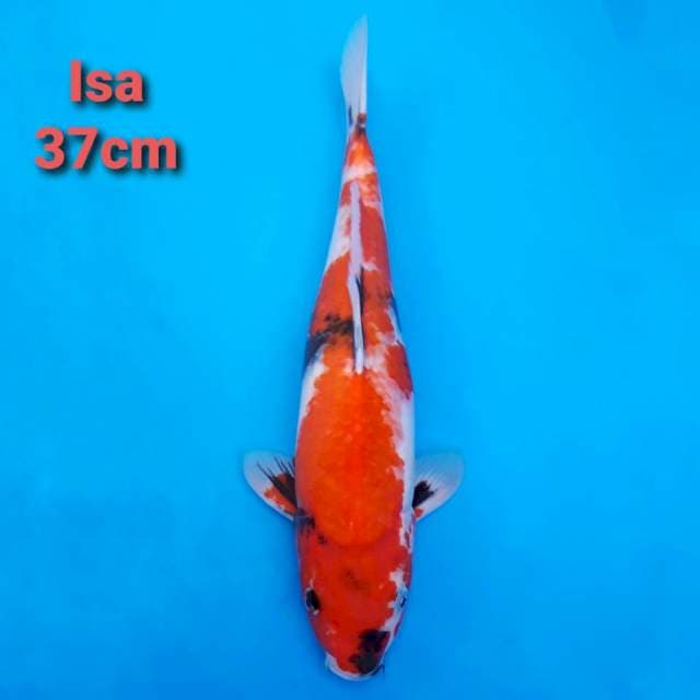Isa showa 37cm certi