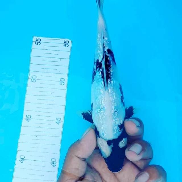Tategoi ginrin