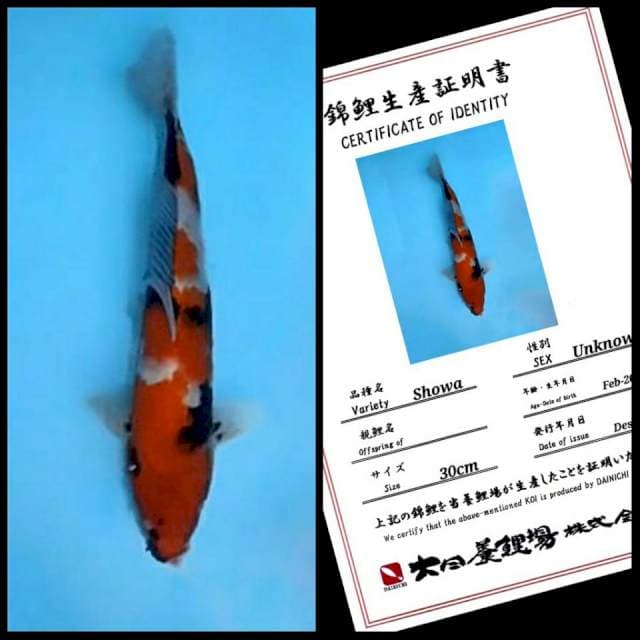 Dainichi Showa