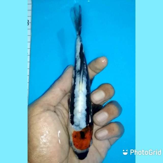 Tc kumon 18cm