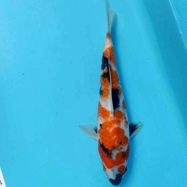 Showa 25cm