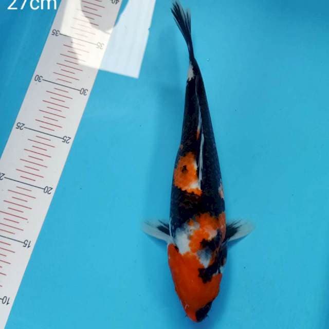 Showa 27cm