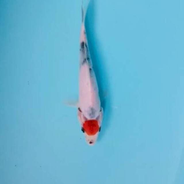 Tncho showa tategoi 23cm