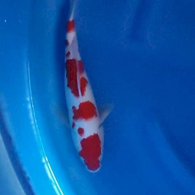 Kohaku tiga setep