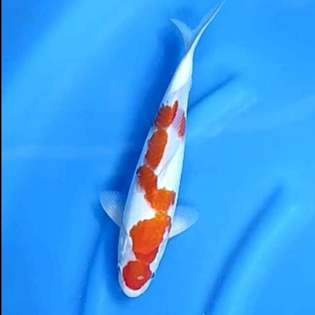 KOHAKU MALE # 30CM