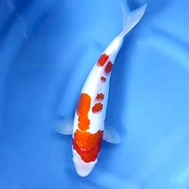 KOHAKU # 32CM