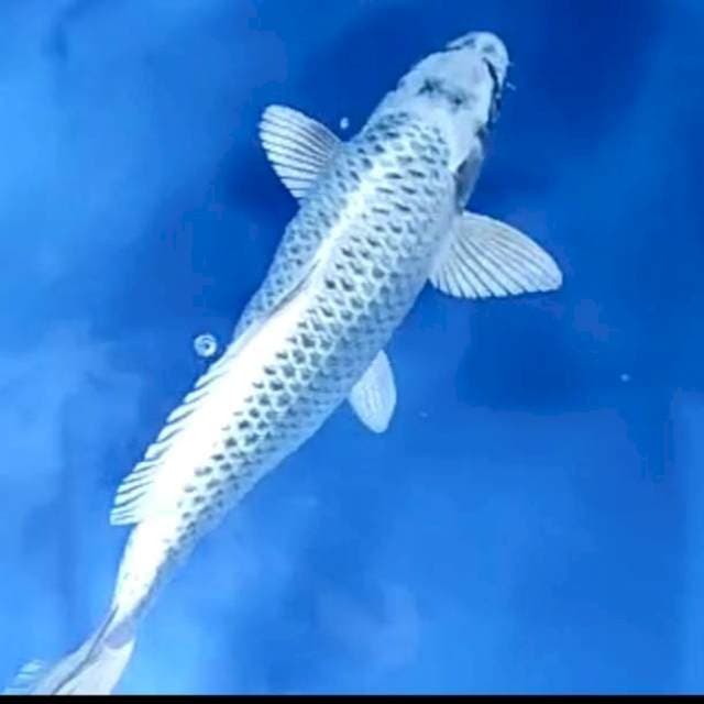 MUKASHI GINUK # 35CM