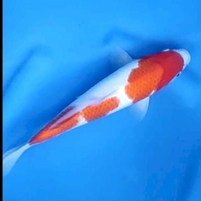 KOHAKU # 29CM JANTAN