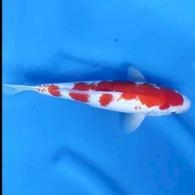 KOHAKU JANTAN # 28CM
