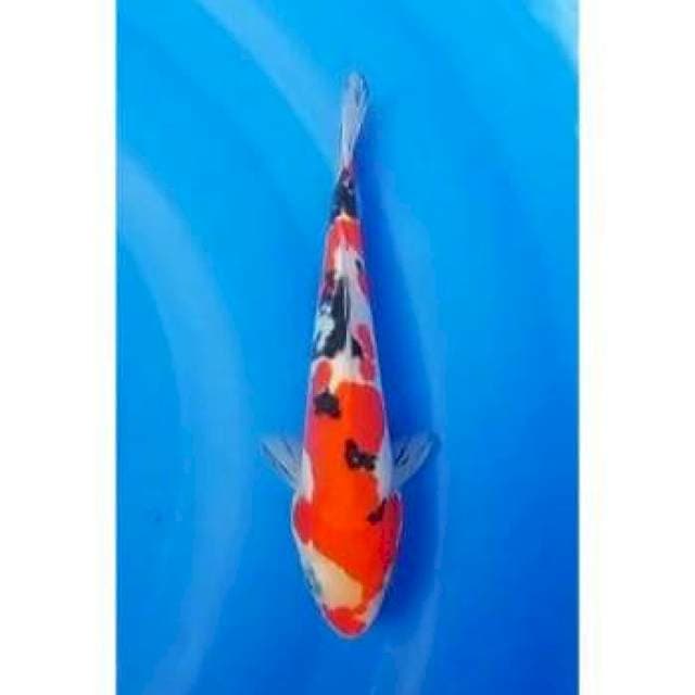 Strong Doitsu Sanke Original Patern 21cm (F)