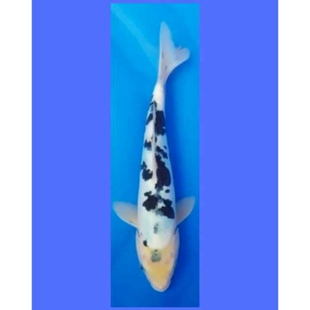 Bekko Doitsu Murni 30cm (F)