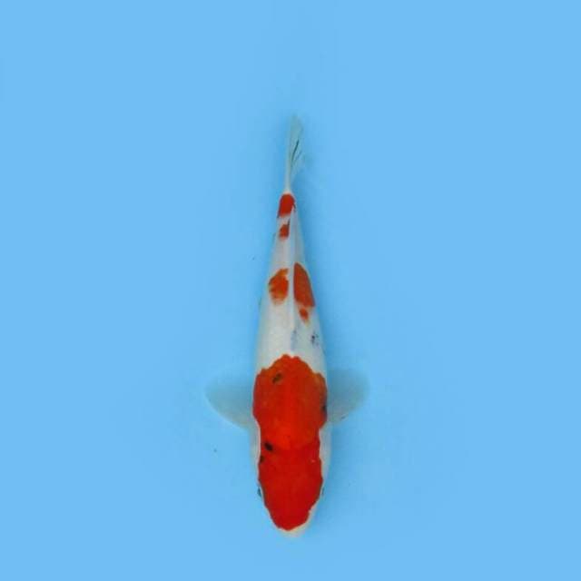 BKS ( TATEGOI SHOWA 27 CM )