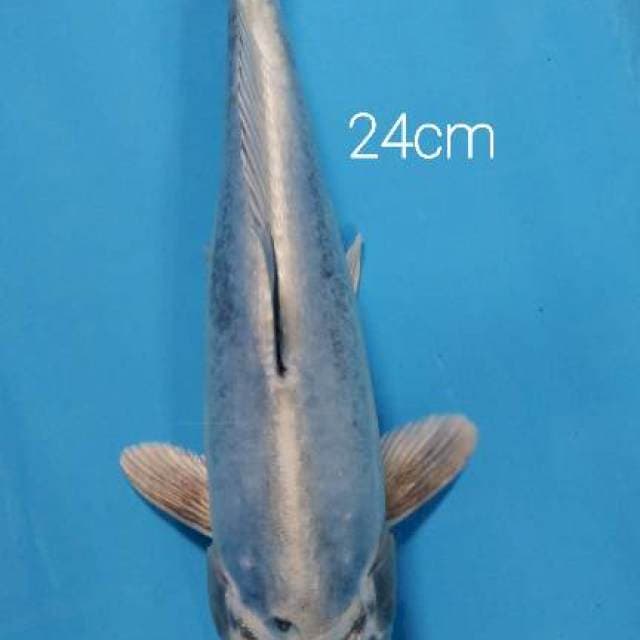 Antik 24cm