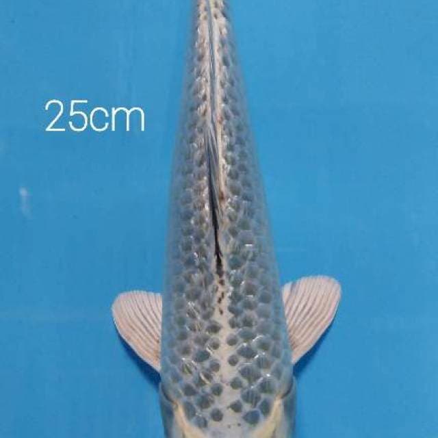 Mukasi ginrin 25 cm