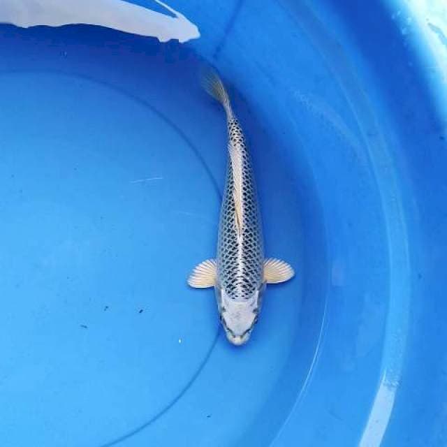 Gin matshuba bersih 26 cm