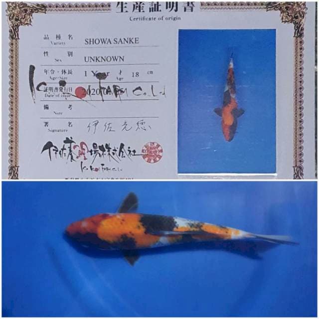Showa isa 24cm