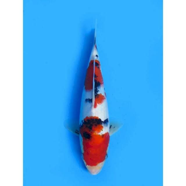 Red Sanke Ori Tosai - 23cm male