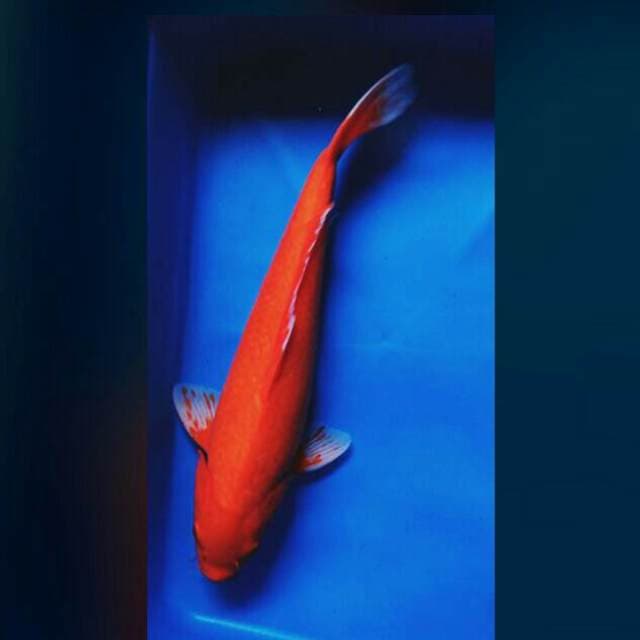 Benigoi 38cm male