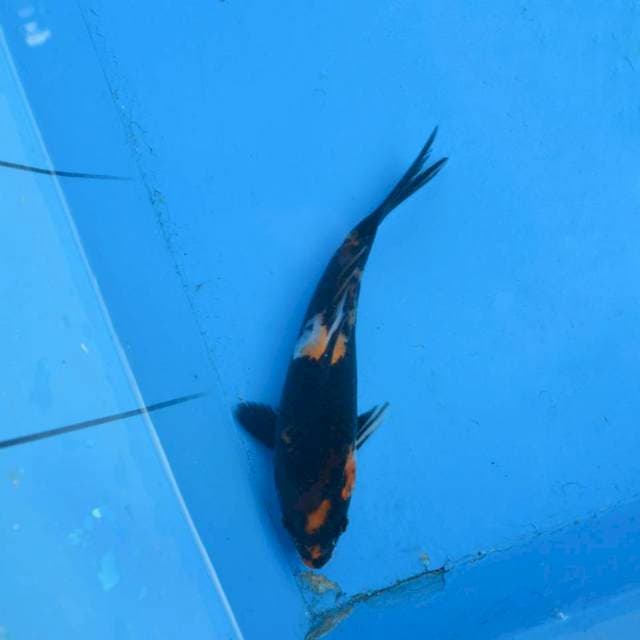 Black Showa F1