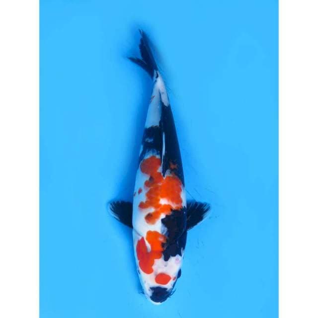 Showa Putih Salju Tosai - 30cm Male