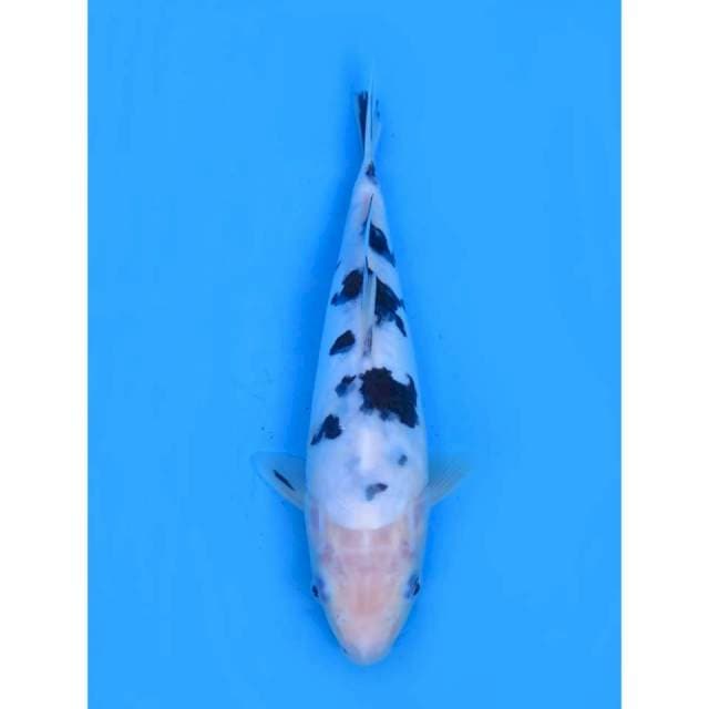 Bekko Putih Salju Tosai - 22cm Female