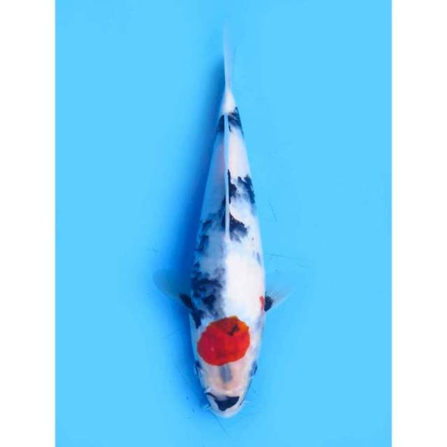 Tancho Showa Ori Tosai - 25cm Male