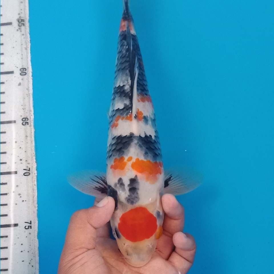 Kindai showa 30cm