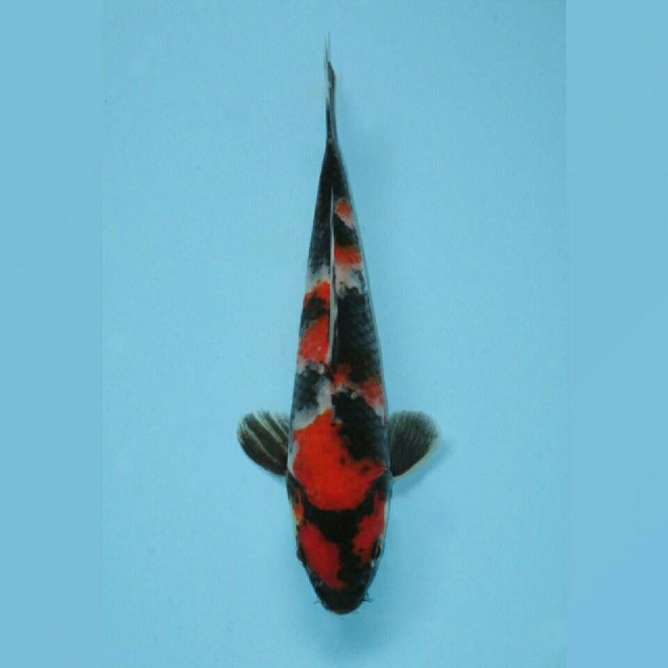 Showa premium 18cm