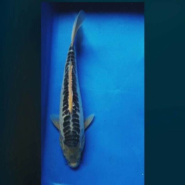 Deep blue shusui 32cm
