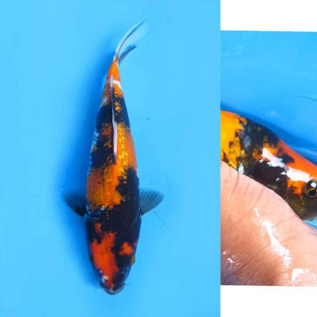 Hi Showa Ginrin Tosai - 27cm Female