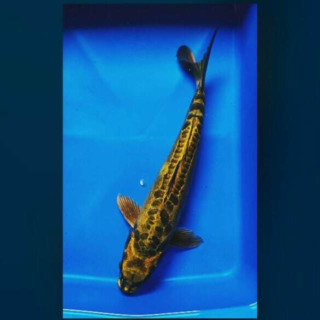 Black shadow mukashi 39cm