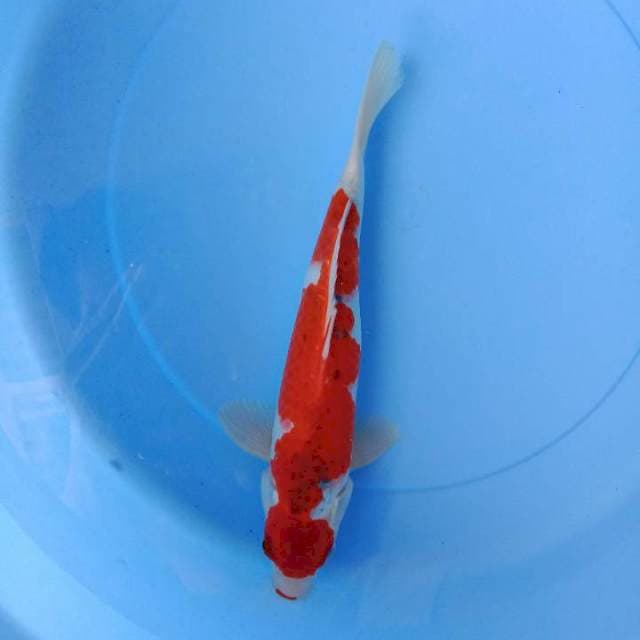 Goshiki