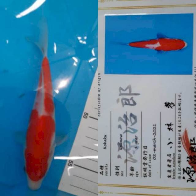Kohaku 17cm Genjiro Koi Farm certy
