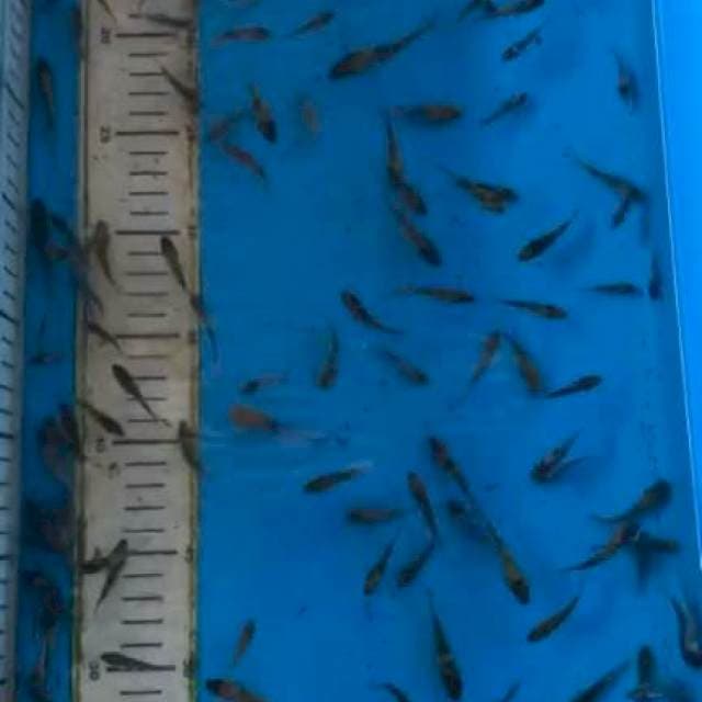 Mix 3 - 5 cm 100 ekor