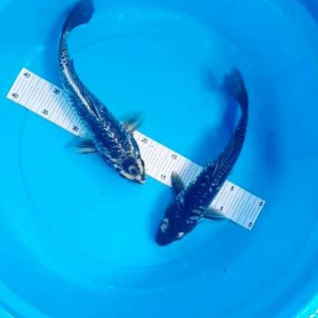 ButoGoi 30CM