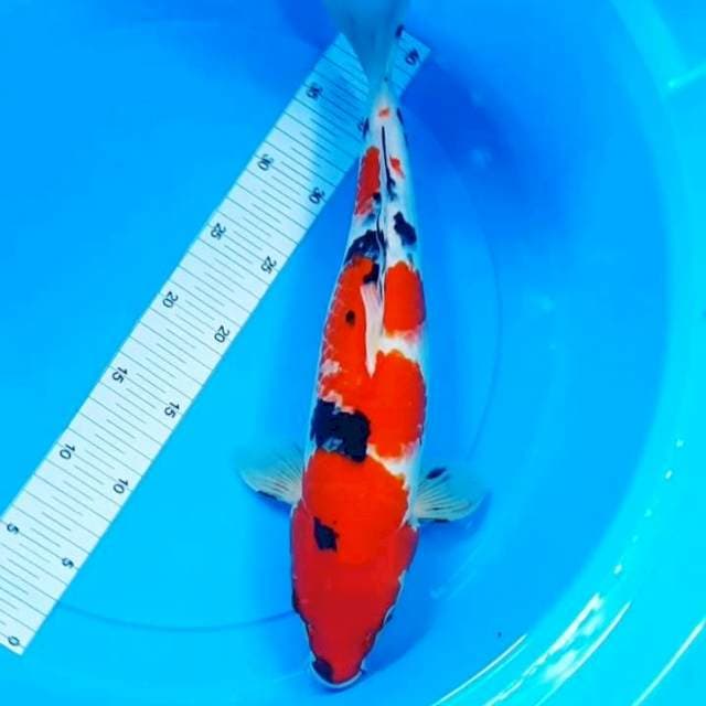 40CM Female Taisho Sanshoku