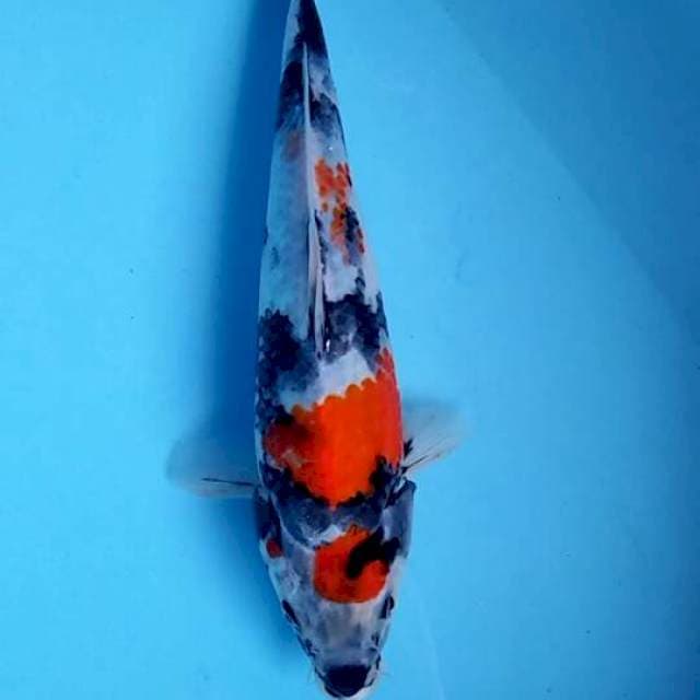 Showa 27cm josssz