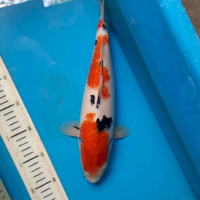 Sanke 33cm Female