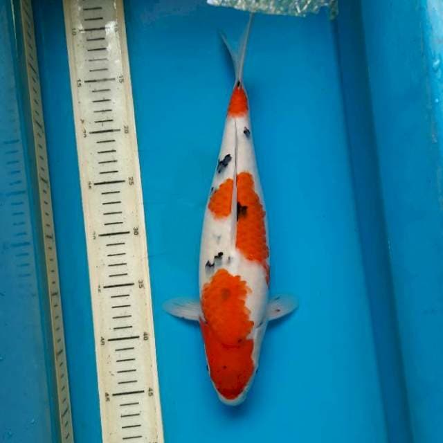 Sanke prospek bulky 35cm Female