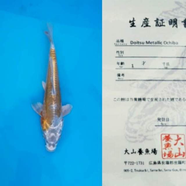 Ochiba Doitsu 25cm Ooyama Koi Farm
