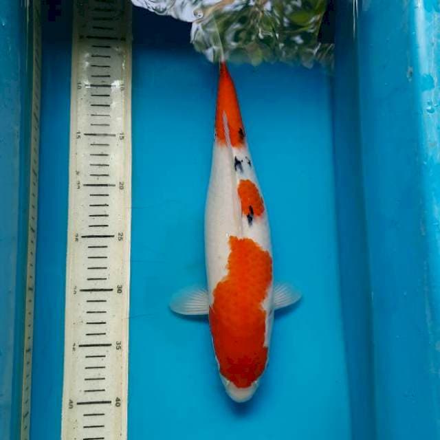 Tategoi Sanke Blongsor 37cm Female