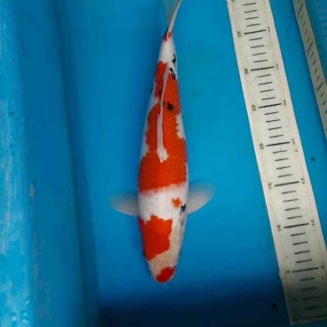 Kuchibeni Sanke 35cm Male