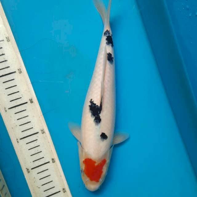 Original tancho sanke 31cm Female