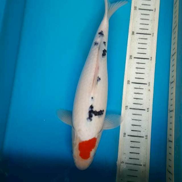 Bakat bulky sanke 34cm Female