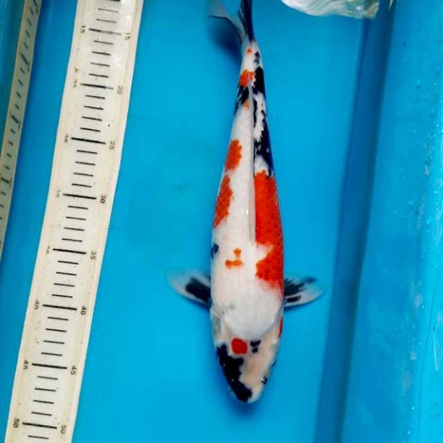 Tategoi showa 37cm Female